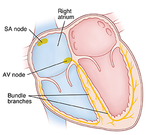 Cross section of heart showing the electrical system.