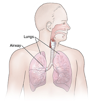 Front view of man showing respiratory system.