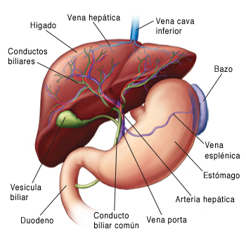 Vista frontal del hígado, la vesícula, el bazo y el estómago.