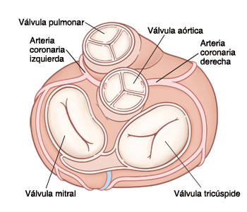 Vista superior del corazón que muestra la válvula pulmonar, la válvula aórtica, la válvula tricúspide y la válvula mitral.