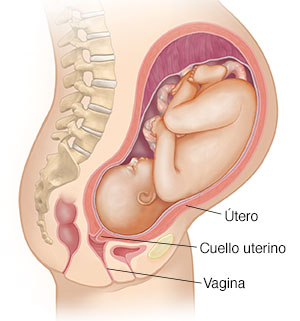 Vista lateral del cuerpo de una mujer que muestra nueve meses de embarazo.