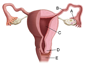 Vista frontal de un útero seccionado parcialmente, las trompas de Falopio y los ovarios.
