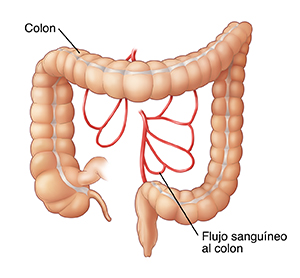 Vista frontal de un colon donde se observan las arterias que lo irrigan. 