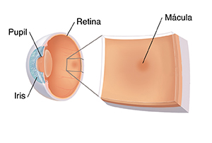 Vista de tres cuartos de un ojo con corte transversal con recuadro donde se observa la fóvea y mácula.