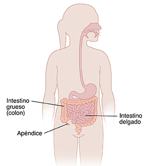Contorno de niña donde pueden verse el intestino delgado, el intestino grueso y el apéndice.