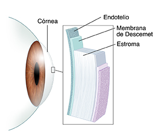 Vista lateral de un ojo con un recuadro en donde se observan las capas de la córnea.