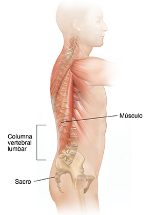 Vista lateral del torso de un hombre donde se observan la columna vertebral y los músculos.