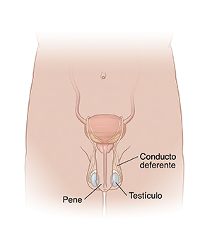 Vista frontal de un torso masculino donde pueden verse los órganos reproductivos.