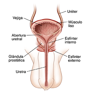 Vista frontal del sistema urinario masculino que muestra la vejiga, la uretra, la próstata y los músculos del piso pélvico.