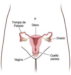 Vista frontal de la pelvis femenina donde se ve un corte transversal del útero, los ovarios y las trompas de Falopio.