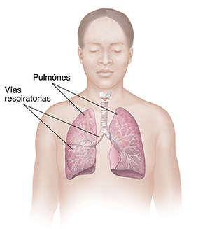 Vista frontal del cuerpo de una mujer en donde se observa el aparato respiratorio. 